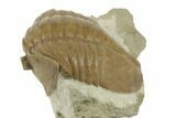 Valdaites Trilobite From Russia - Rare Species #191017-5